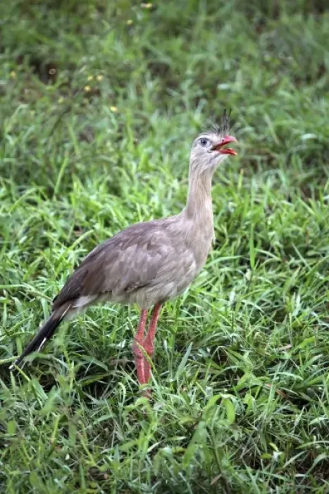 Framed Print : South America, Brazil, Pantanal. The Red-Legged Seriema or Crested Cariama of the Pantanal Framed Print : South America, Brazil, Pantanal. The Red-Legged Seriema or Crested Cariama of the Pantanal