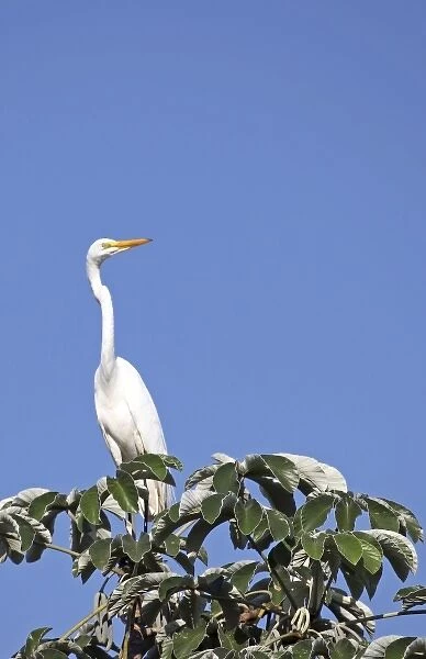 South America, Brazil, Pantanal. The Great Egret in the Pantanal