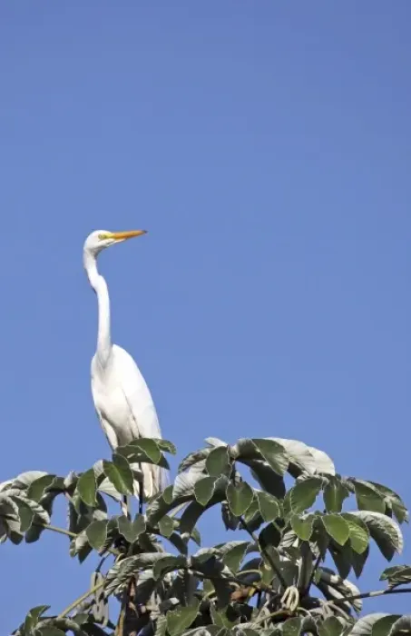 Framed Print : South America, Brazil, Pantanal. The Great Egret in the Pantanal Framed Print : South America, Brazil, Pantanal. The Great Egret in the Pantanal