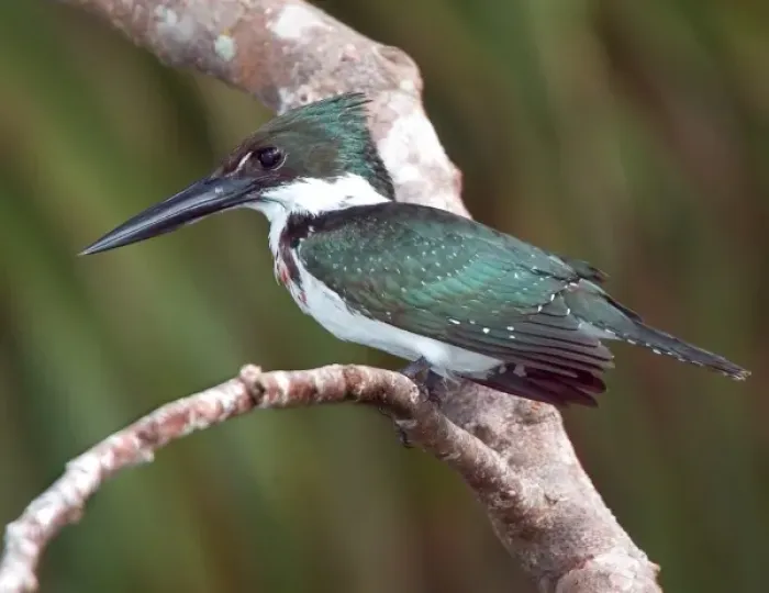 Framed Print : South America, Brazil, Pantanal. Green kingfisher perched on tree limb