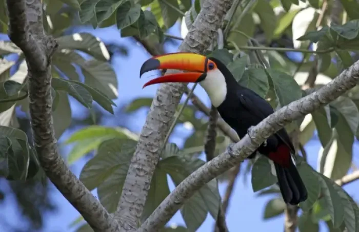 Framed Print : South America, Brazil, Pantanal. A Toco Toucan overlooks the Aquidauana River of the Pantanal
