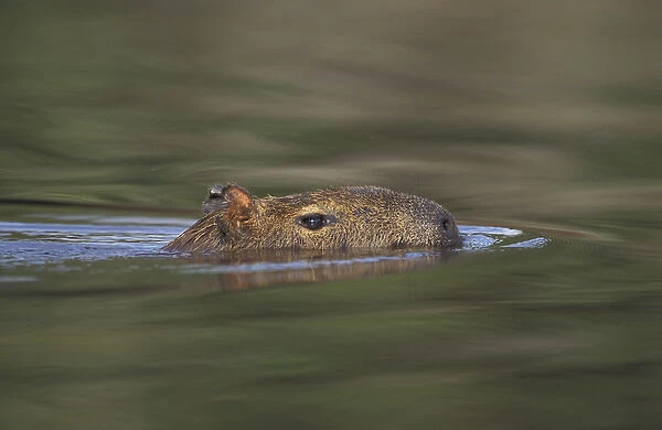South America, Brazil, Pantanal Capybara (Hydrochoerus hydroaeris) swimming