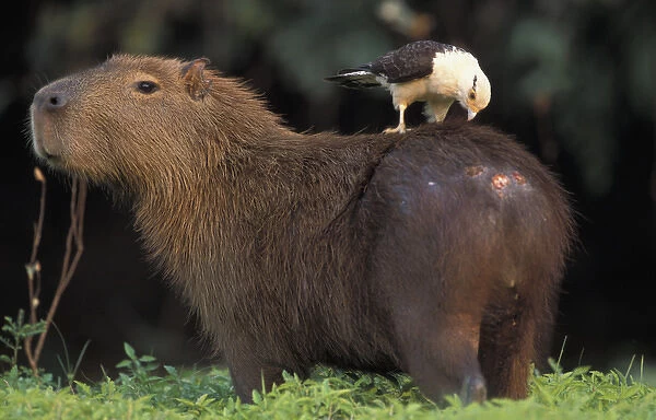 South America, Brazil, Pantanal Capybara (Hydrochoerus hydroaeris) with bird on back