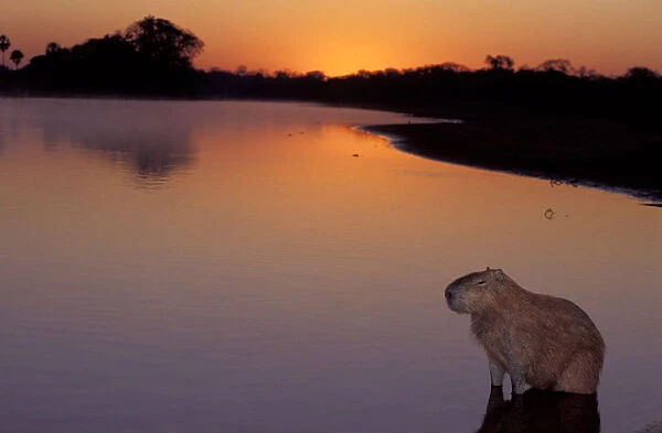 South America, Brazil, Pantanal Capybara (Hydrochoerus hydroaeris) sitting in river at sunrise
