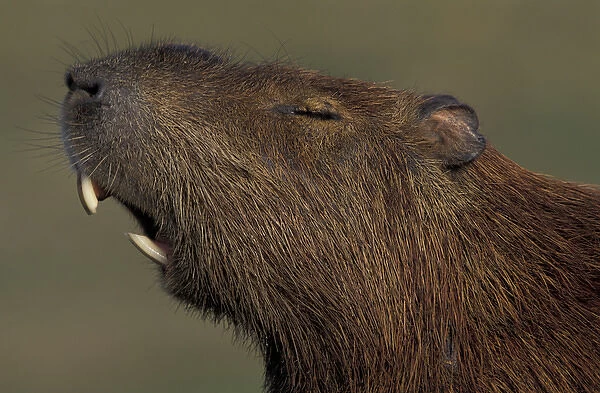 South America, Brazil, Pantanal Capybara (Hydrochoerus hydroaeris) male yawning