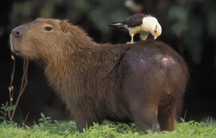 Framed Print : South America, Brazil, Pantanal Capybara (Hydrochoerus hydroaeris) with bird on back Framed Print : South America, Brazil, Pantanal Capybara (Hydrochoerus hydroaeris) with bird on back