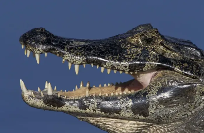 Framed Print : South America, Brazil, Pantanal Close-up of caiman (Caiman crocodilius yacare) head and mouth Framed Print : South America, Brazil, Pantanal Close-up of caiman (Caiman crocodilius yacare) head and mouth