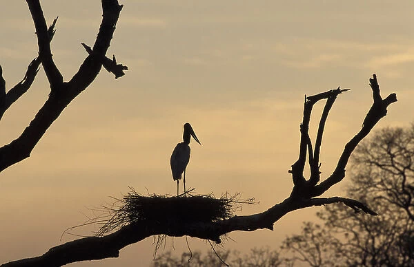 South America, Brazil, Pantanal Jabiru (Jabiru mycterial) on nest, silhouetted at dusk