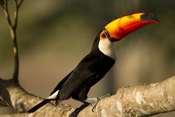 South America, Brazil, Pantanal, Mato Grosso, Toco Toucan, Ramphastos toco, perched in a tree