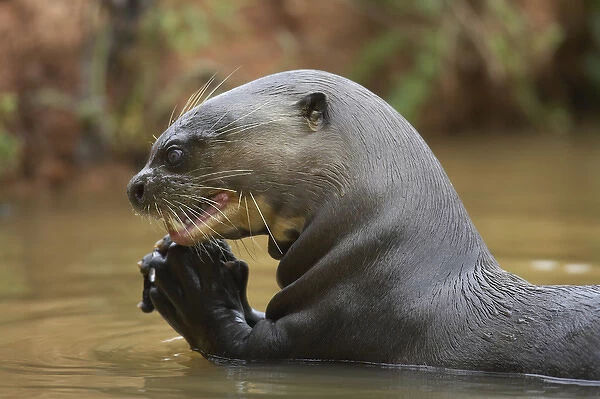 South America, Brazil Pantanal, Moto Grosso, Giant River Otter, Pteronura brasiliensis