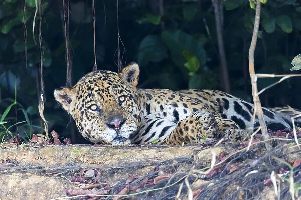 South America, Brazil, The Pantanal, Rio Cuiaba, jaguar, Panthera onca