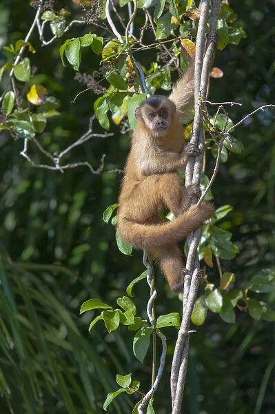 South America, Brazil, The Pantanal Wetland, Capuchin Monkey (Cebus capucinus) climbing