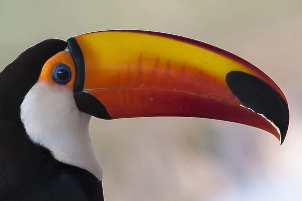 South America, Brazil, The Pantanal Wetland, Toco Tucan (Ramphastos toco) in early