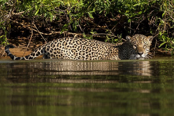 South America, Brazil, Pantanal Wetlands, Jaguar (Panthera onca) preparing to cross