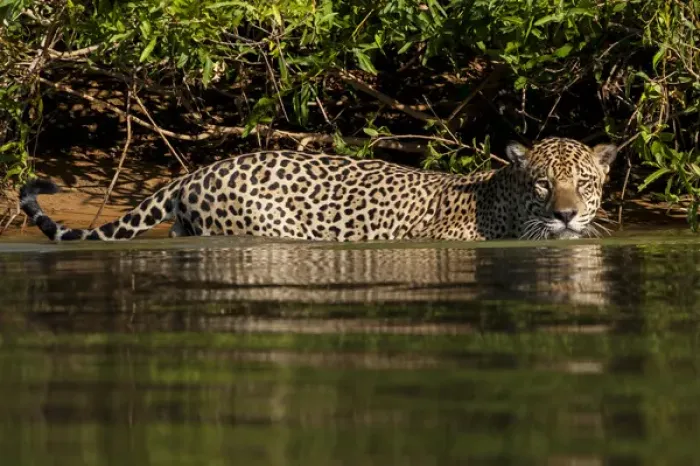 Framed Print : South America, Brazil, Pantanal Wetlands, Jaguar (Panthera onca) preparing to cross