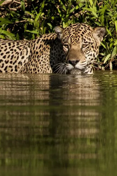 Framed Print : South America, Brazil, Pantanal Wetlands, Jaguar (Panthera onca) preparing to cross Framed Print : South America, Brazil, Pantanal Wetlands, Jaguar (Panthera onca) preparing to cross