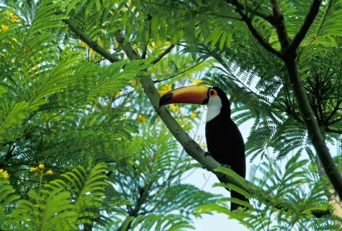 Framed Print : South America, Brazil, Pantenal. Toucan-Toco (Rampastos toco)