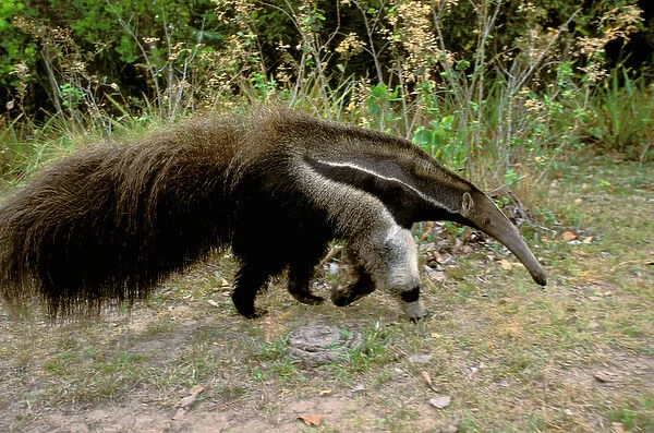 South America, Brazil, Pantenal. Giant Anteater (Myrmecophaga tridactyla)
