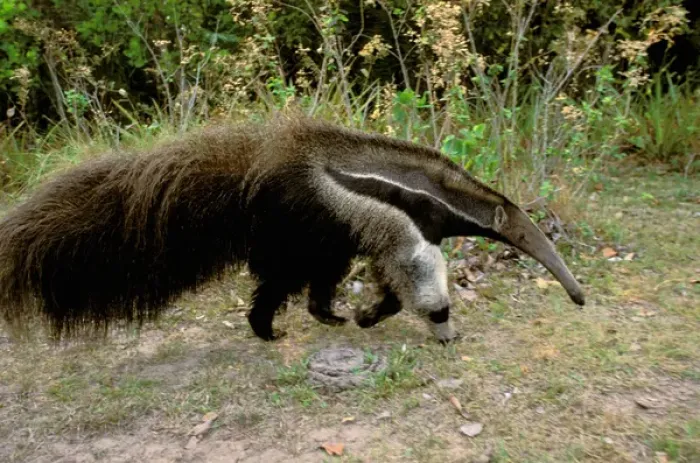 Framed Print : South America, Brazil, Pantenal. Giant Anteater (Myrmecophaga tridactyla) Framed Print : South America, Brazil, Pantenal. Giant Anteater (Myrmecophaga tridactyla)