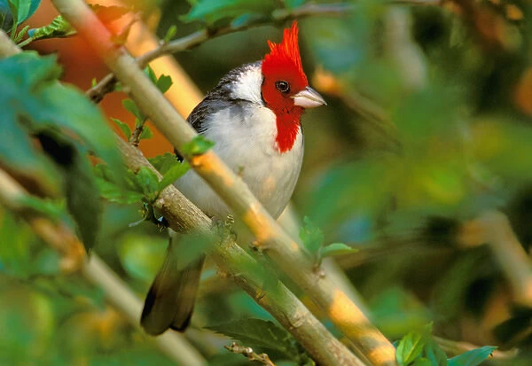 South America, Brazil, Pantenal. Red crested bird