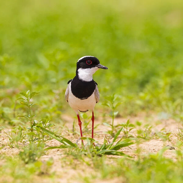 South America. Brazil. A pied lapwing (Vanellus cayanus) along the banks of a river in the Pantanal