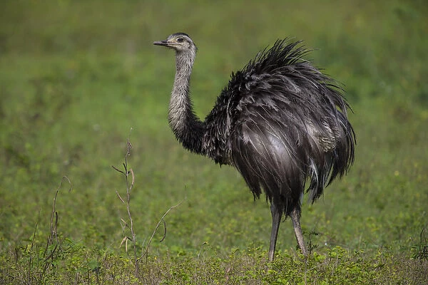 South America. Brazil. A rhea (Rhea americana), a arge bird related to the ostrich