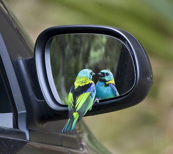 South America, Brazil, Rio de Janeiro. Tanager bird looks at self in car mirror. Credit as