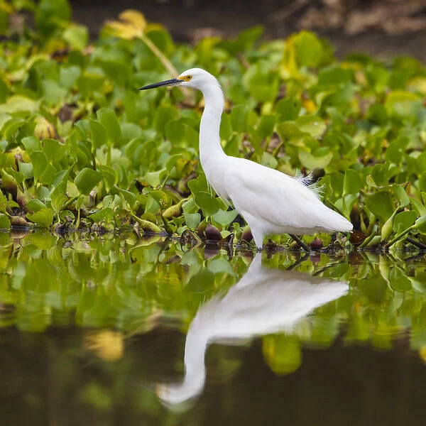 South America. Brazil. A Snowy egret (Egretta thula), is commonly found in the Pantanal