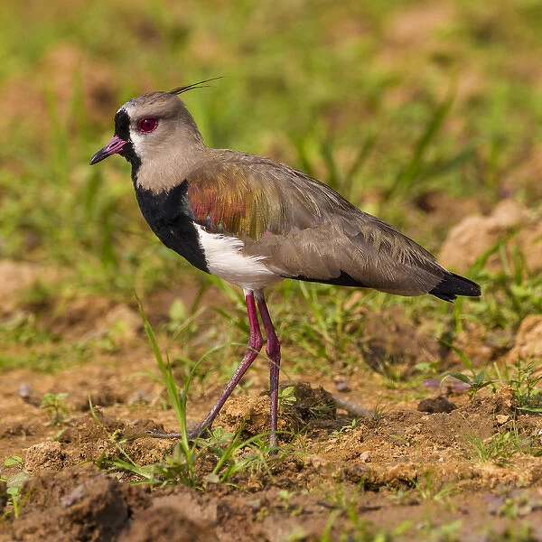 South America. Brazil. A southern lapwing (Vanellus chilensis) foraging along the