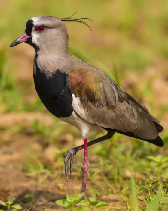 Framed Print : South America. Brazil. A southern lapwing (Vanellus chilensis) foraging along Framed Print : South America. Brazil. A southern lapwing (Vanellus chilensis) foraging along