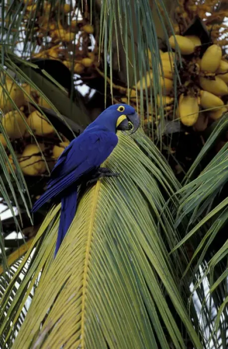 Framed Print : South America, Brazil, southern Panatal Hyacinth macaw in palm tree