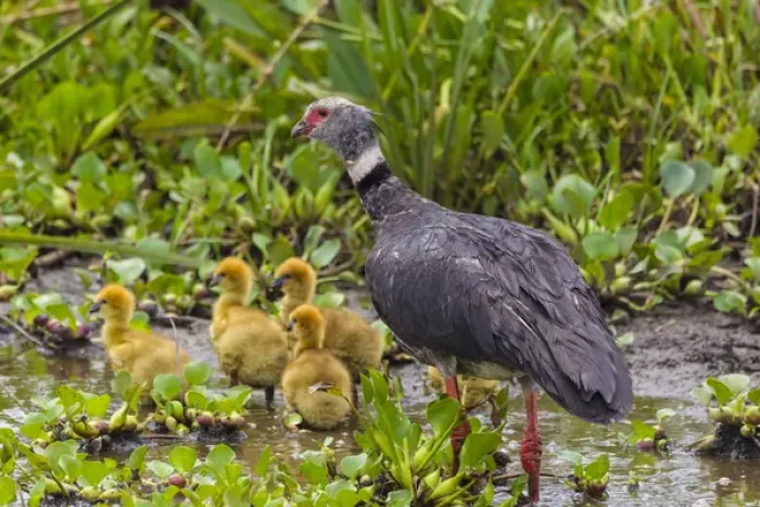 Framed Print : South America. Brazil. A Southern Screamer (Chauna torquata) and several chicks is