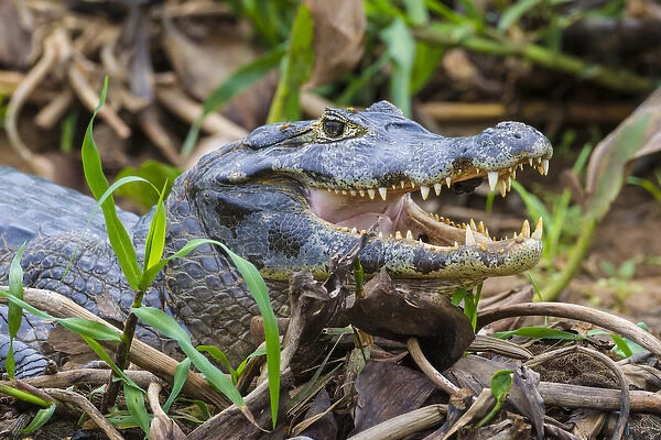 South America. Brazil. A spectacled caiman (Caiman crocodilus) commonly found in the Pantanal