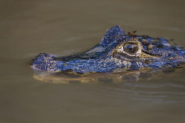 South America. Brazil. A spectacled caiman (Caiman crocodilus) commonly found in the Pantanal