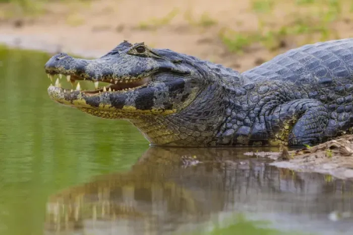 Framed Print : South America. Brazil. A spectacled caiman (Caiman crocodilus) commonly found in the Pantanal Framed Print : South America. Brazil. A spectacled caiman (Caiman crocodilus) commonly found in the Pantanal