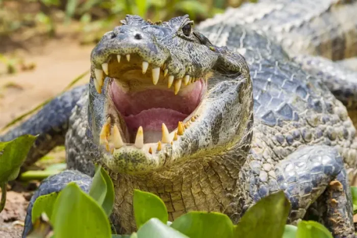 Framed Print : South America. Brazil. A spectacled caiman (Caiman crocodilus) commonly found in the Pantanal
