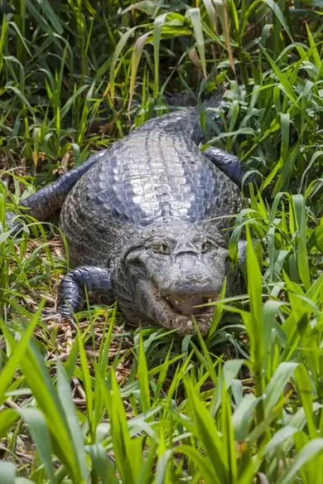 Framed Print : South America. Brazil. A spectacled caiman (Caiman crocodilus) commonly found in the Pantanal Framed Print : South America. Brazil. A spectacled caiman (Caiman crocodilus) commonly found in the Pantanal
