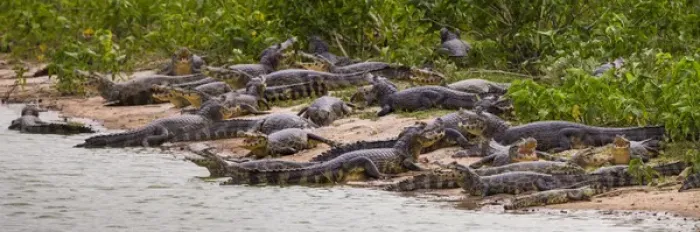 Framed Print : South America. Brazil. Spectacled caimans (Caiman crocodilus) in the Pantanal