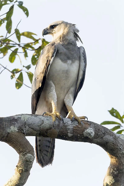 South America, Brazil, State of Amazonas, The Amazon, Near Manaus, harpy eagle, Harpia harpyja