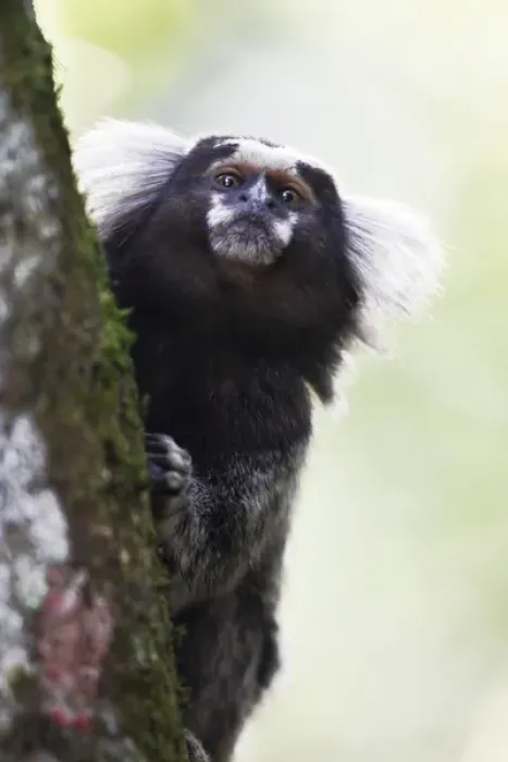 Framed Print : South America, Brazil, State of Sao Paolo, Sao Paolo, common marmoset, (Callithrix jacchus) Framed Print : South America, Brazil, State of Sao Paolo, Sao Paolo, common marmoset, (Callithrix jacchus)