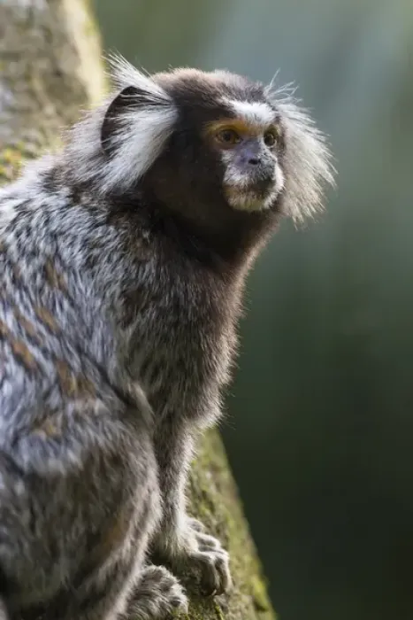 Framed Print : South America, Brazil, State of Sao Paolo, Sao Paolo, common marmoset, (Callithrix jacchus) Framed Print : South America, Brazil, State of Sao Paolo, Sao Paolo, common marmoset, (Callithrix jacchus)