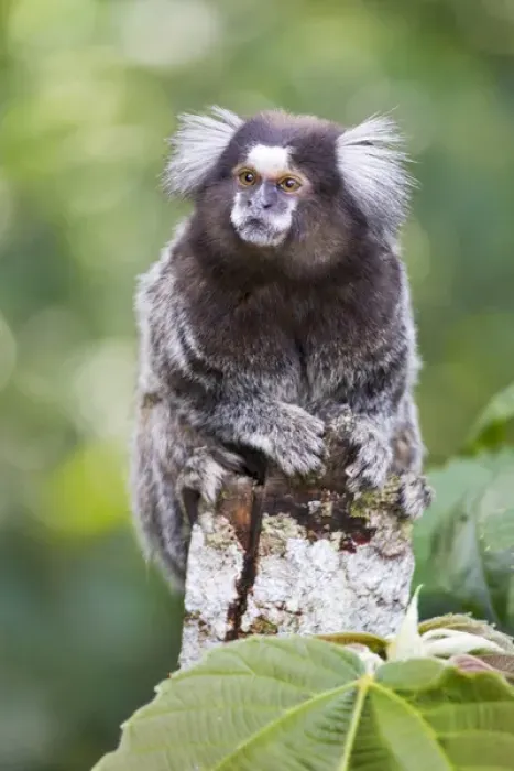 Framed Print : South America, Brazil, State of Sao Paolo, Sao Paolo, common marmoset, (Callithrix jacchus) Framed Print : South America, Brazil, State of Sao Paolo, Sao Paolo, common marmoset, (Callithrix jacchus)