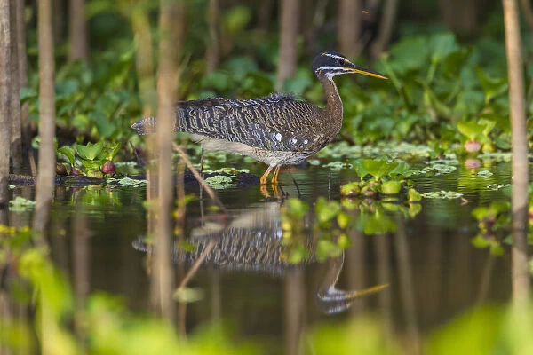 South America. Brazil. A sunbittern (Eurypyga helias) foraging along the banks of