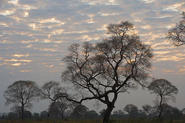 South America, Brazil, Sunrise peeking through the clouds on a tree filled plain