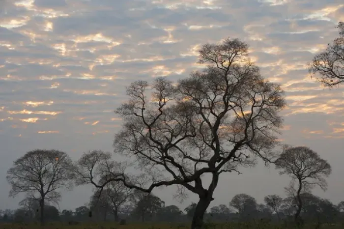 Framed Print : South America, Brazil, Sunrise peeking through the clouds on a tree filled plain Framed Print : South America, Brazil, Sunrise peeking through the clouds on a tree filled plain