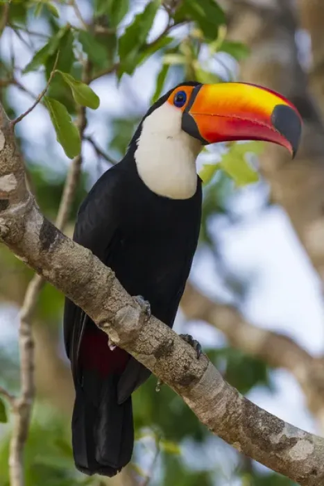 Framed Print : South America. Brazil. Toco Toucan (Ramphastos toco albogularis) is a bird with a
