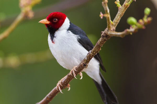 South America. Brazil. Yellow-billed cardinal (Paroaria capitata) is a tanager unrelated