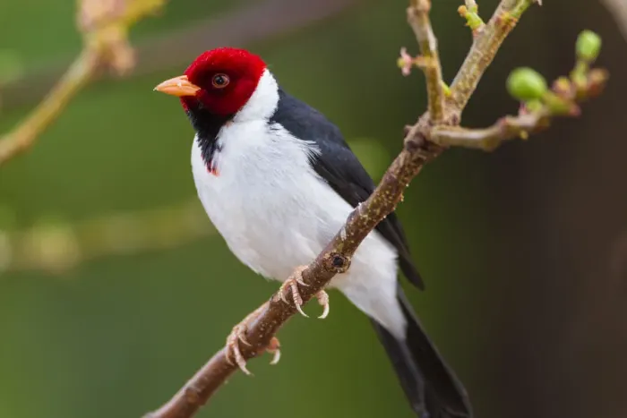 Framed Print : South America. Brazil. Yellow-billed cardinal (Paroaria capitata) is a tanager unrelated Framed Print : South America. Brazil. Yellow-billed cardinal (Paroaria capitata) is a tanager unrelated