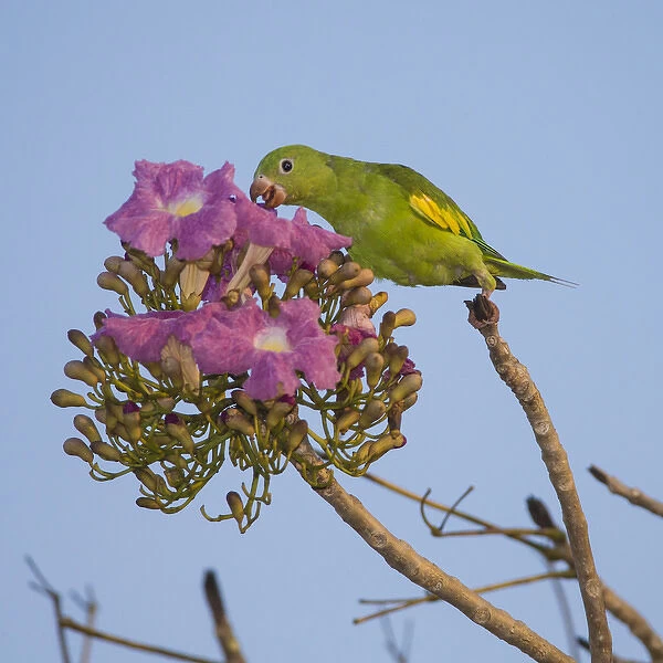 South America. Brazil. A yellow-chevroned parakeet (Brotogeris chiriri) harvesting