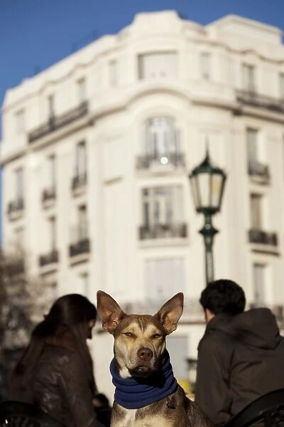 South America, Buenos Aires, San Telmo - street dog
